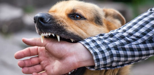 Dog bite lawyer jacksonville NC